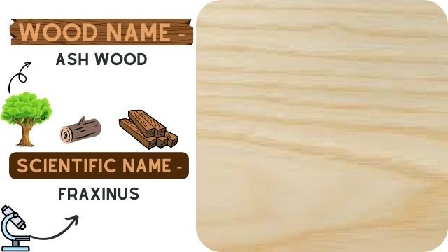 Ash wood (Fraxinus)
