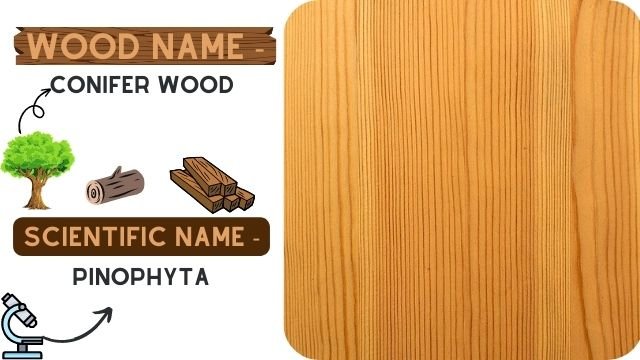 Conifer Wood (Pinophyta)