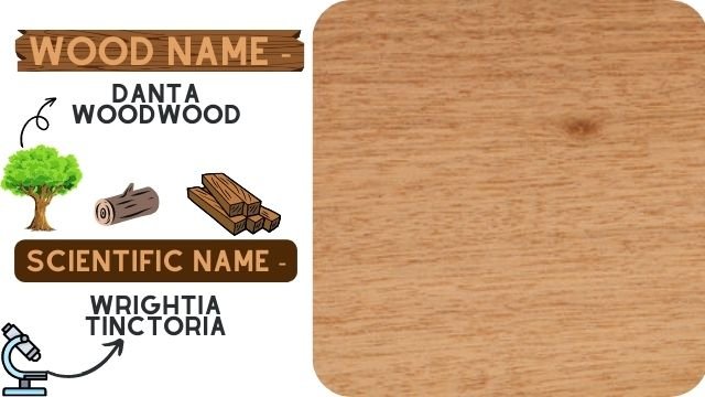 Danta Wood (Wrightia Tinctoria)