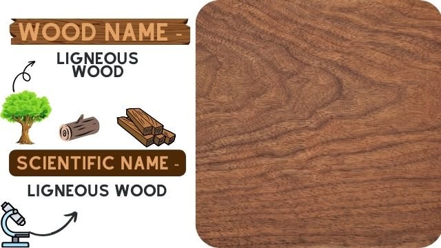 Ligneous Wood
