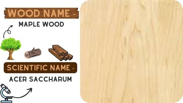 Maple wood (Acer Saccharum)