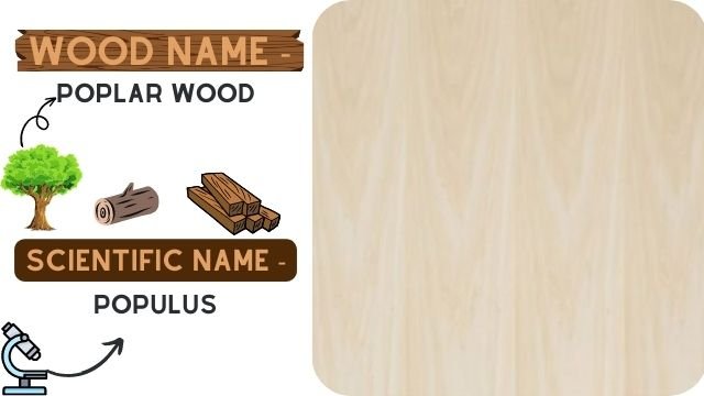 Poplar Wood (Populus)