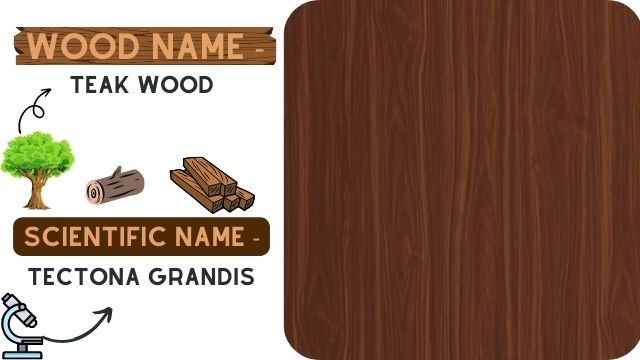 Teak Wood (Tectona Grandis)