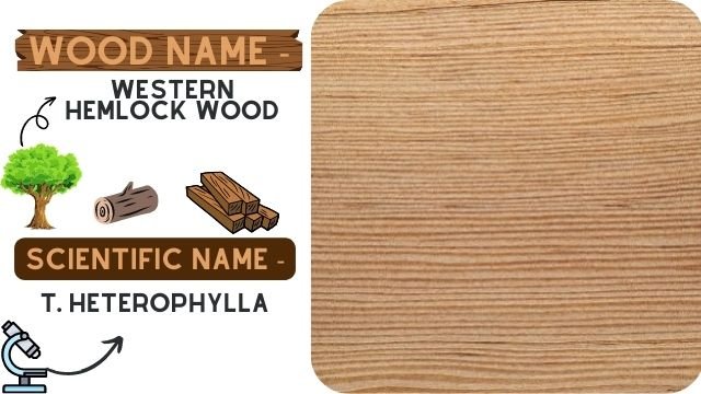Western Hemlock Wood (T. Heterophylla)